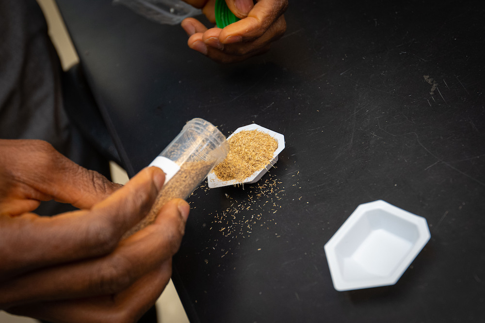 WPI Researchers Show Bamboo Can Be Converted Into Fuel Worcester